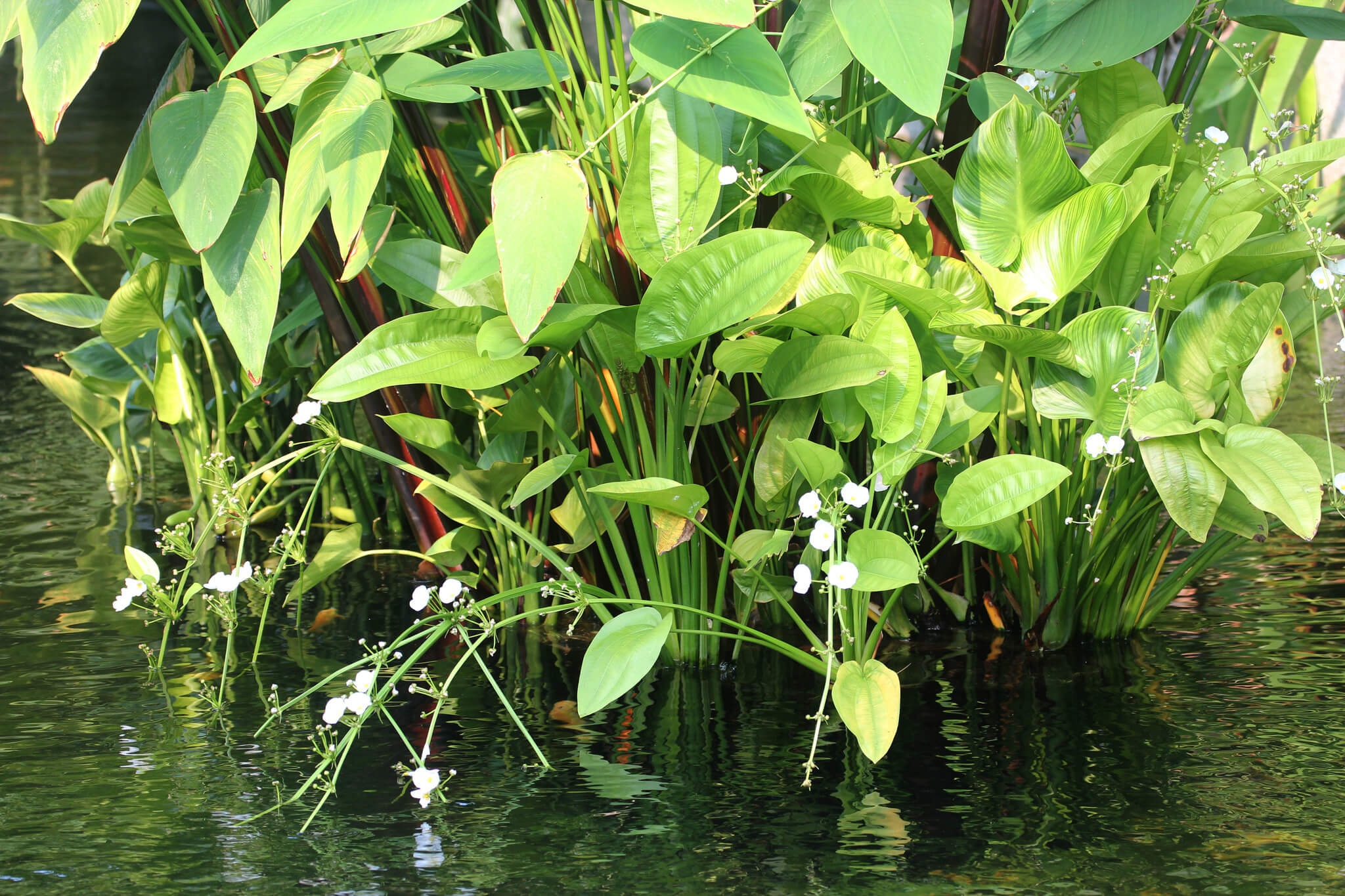 Echinodorus palifolius